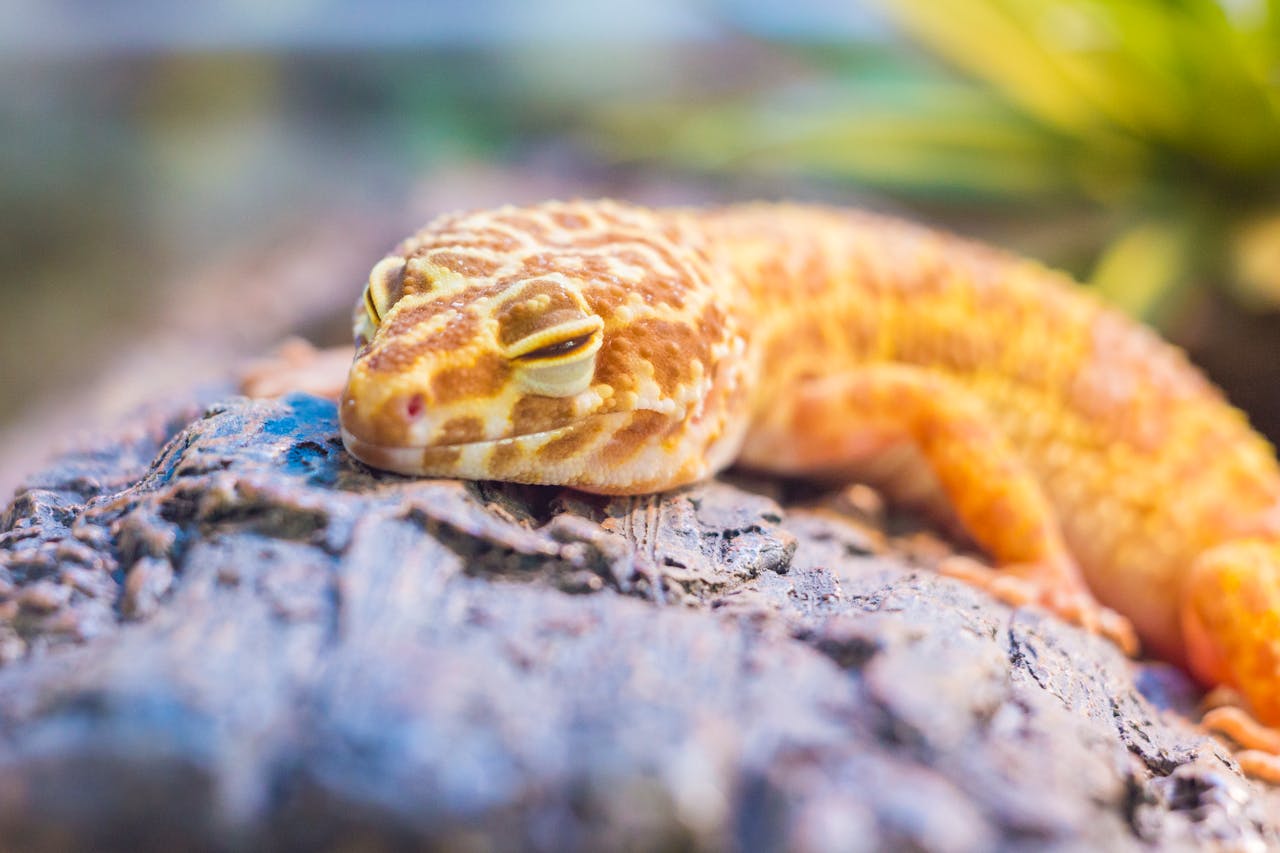 About Us Close-up of a vibrant leopard gecko resting on a textured rock in a natural setting.