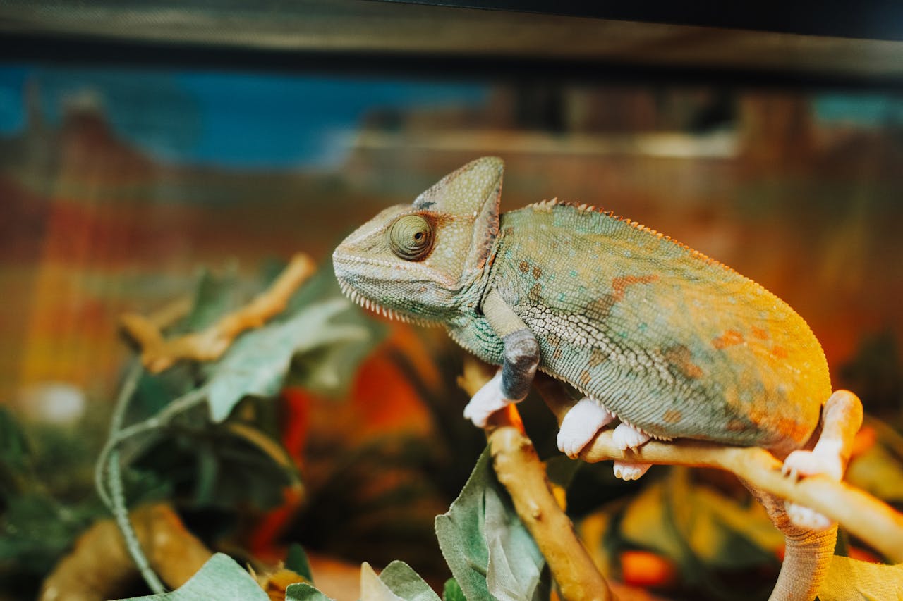 About Us Detailed view of a chameleon perched on a branch in a naturalistic setting.