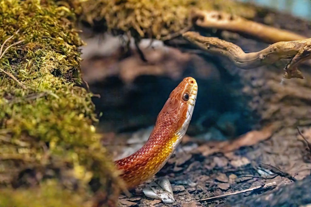 pexels photo 32161863 Vibrant corn snake exploring a terrarium environment, showcasing natural habitat behavior.